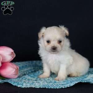 Piper (Tiny), Teddy Bear Puppy